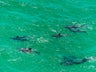 Check out the Dolphins in the Gulf