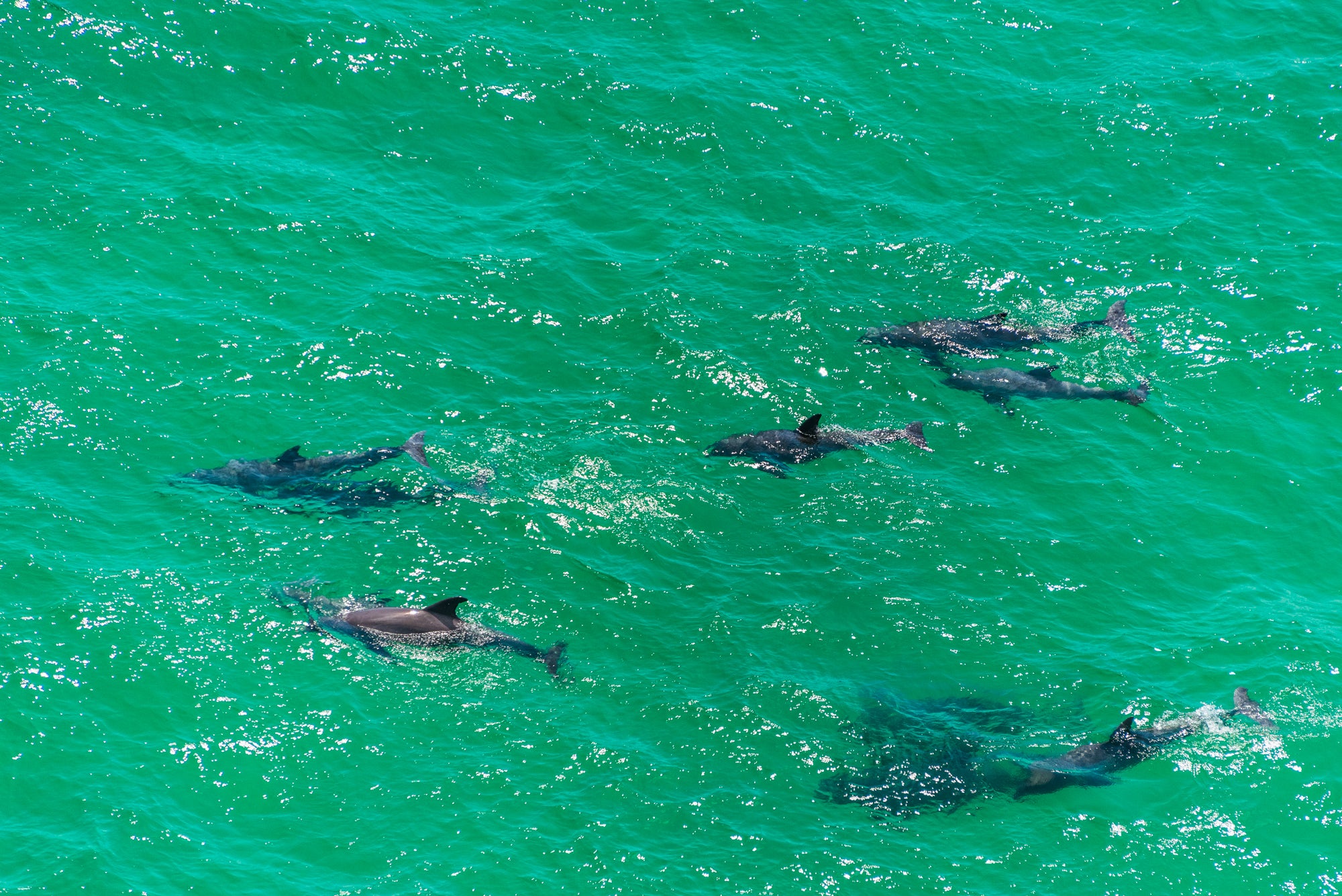 Dolphins at play in the Gulf