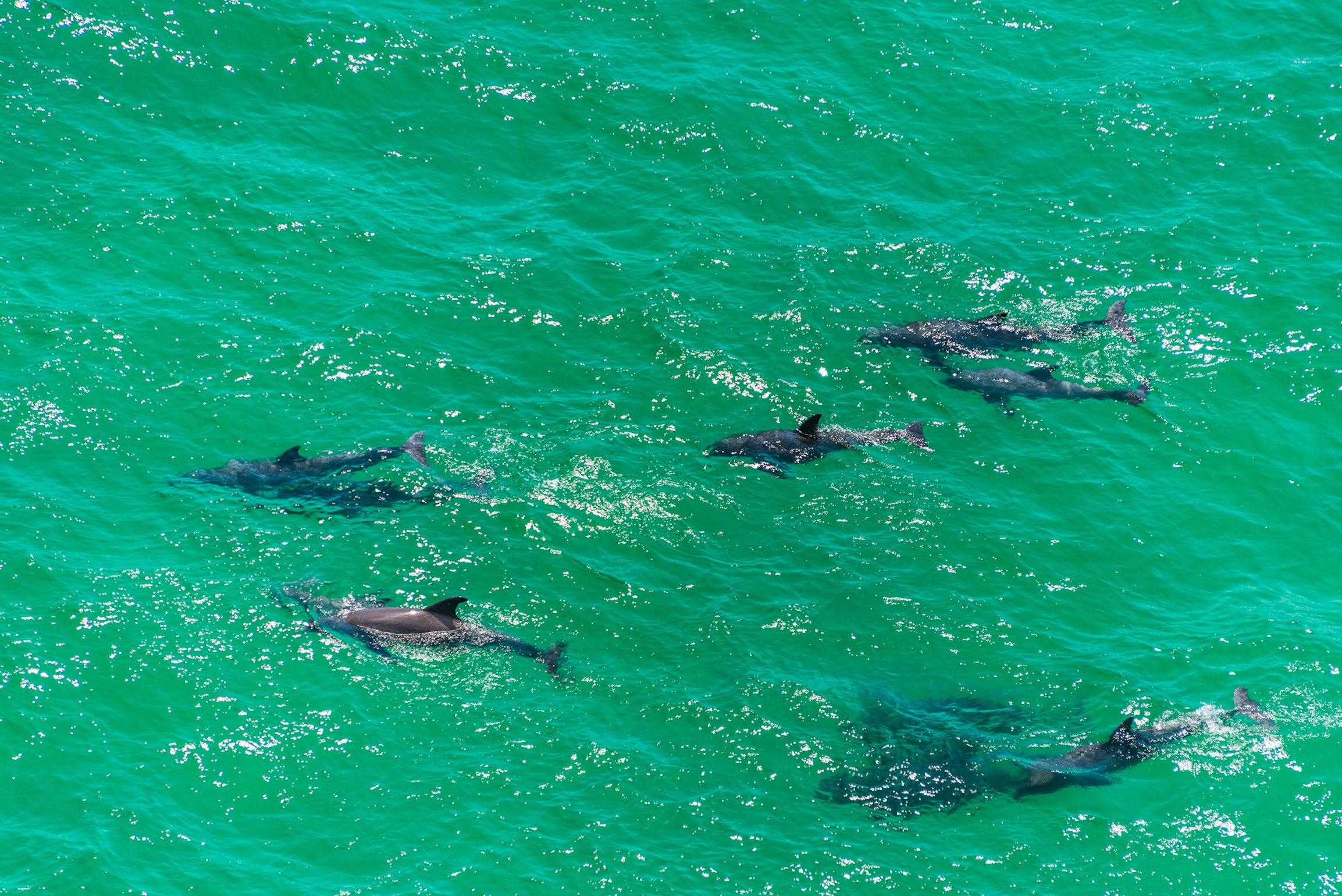 Dolphins+at+play+in+our+Gulf+waters