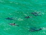 Dolphins at play in our Gulf waters
