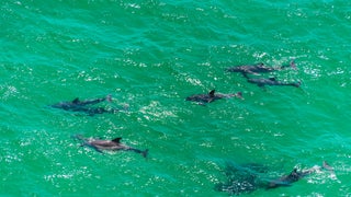 Dolphins at Play in the Gulf 
