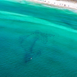 Dolphin Reef- Miramar Beach Regional Access
