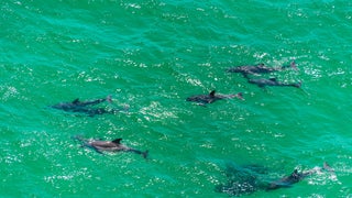 Dolphins+at+play+in+our+Gulf+waters