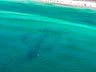 Dolphin Reef Miramar Beach Regional Access
