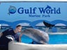 Check out Gulf World Marine Park nearby