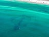 Dolphin Reef  Miramar Beach Regional Access