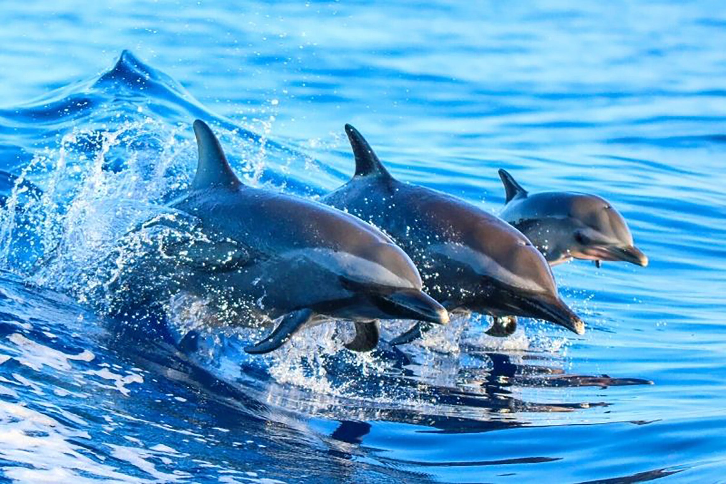 Catch a Dolphin cruise