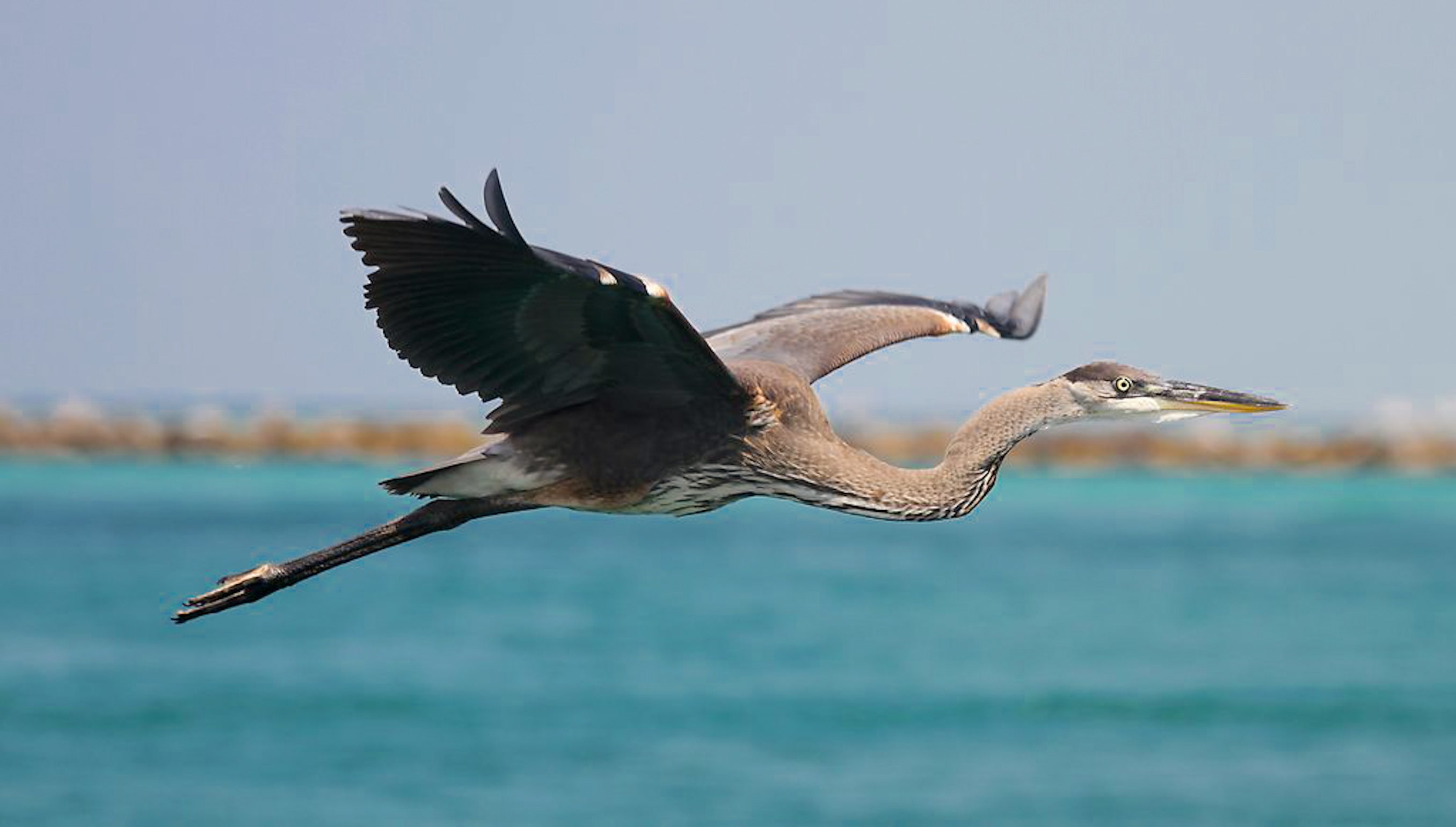 Abundant wildlife on the Gulf
