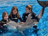 Swim with dolphins at Gulf World