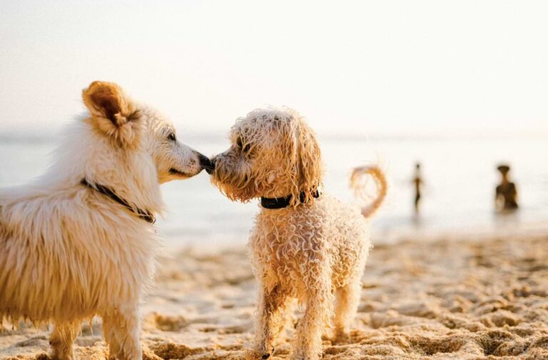 Dog-Friendly-Spots-Along-the-Emerald-Coast-Off-Leash-beaches